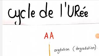 💣 cycle de lurée luréogénèse [upl. by Peggir]