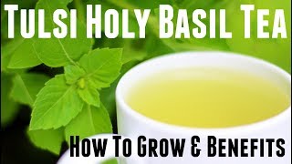 Holy Basil Tulsi Tea  How to Grow amp Life Changing Health Benefits [upl. by Ragse131]