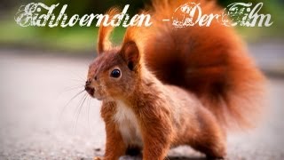 Eichhörnchen Squirrel Movie  Der Film Full HD [upl. by Minica747]