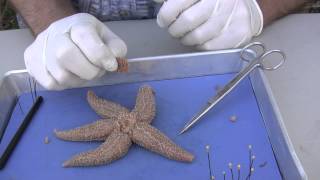 Starfish Dissection [upl. by Lilllie]