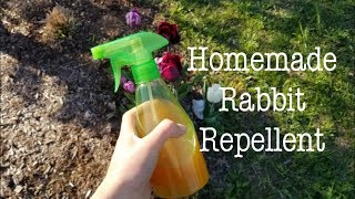 Homemade Rabbit Repellent 🐰🦌 [upl. by Norehc]