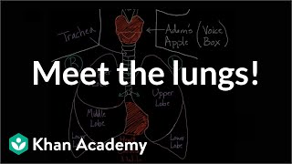 Meet the lungs  Respiratory system physiology  NCLEXRN  Khan Academy [upl. by Naimad850]