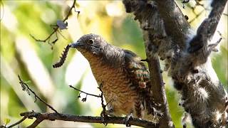 African Emerald Cuckoo Eating Processionary Caterpillars [upl. by Ettelloc568]