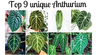 Anthurium 9 unique indoorplants with strange shapes [upl. by Atelokin]