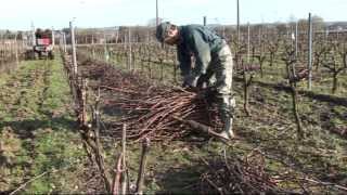 Pépinières Viticoles Morin  Plantation de plants de vigne taille greffage par Vinimédia [upl. by Shelman]