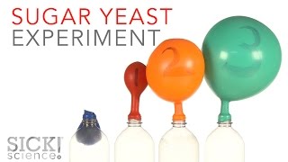 Sugar Yeast Experiment  Sick Science 229 [upl. by Wane]