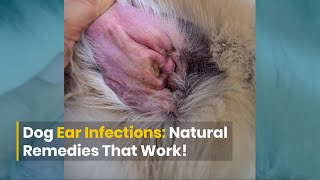 Dog Ear Infections DIY Remedies That Work [upl. by Anyotal]