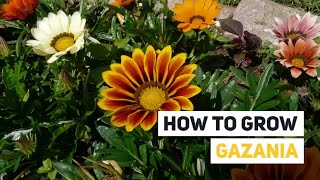 Gazania Growing Guide Treasure Flower by GardenersHQ [upl. by Shuman]