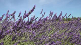 Les champs de lavande du plateau de Valensole [upl. by Nyahs446]