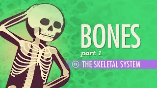 The Skeletal System Crash Course Anatomy amp Physiology 19 [upl. by Spratt858]