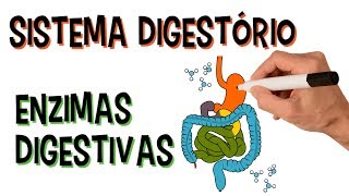 ✅ SISTEMA DIGESTÓRIO E ENZIMAS DIGESTIVAS [upl. by Nepil]