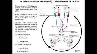 Vestibuloocular Reflex VOR  Structure amp Physiology [upl. by Cioban]