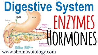 Digestive enzymes and hormones [upl. by Clerissa637]