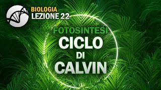 BIOLOGIA  Lezione 22  Fase Oscura Ciclo di Calvin  Fotosintesi [upl. by Aggappora]