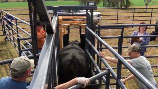 Wrangler Portable Corral with Headgate Attachment [upl. by Ettenhoj747]