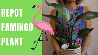 How to repot anthurium plant  repotting flamingo flower [upl. by Annid]