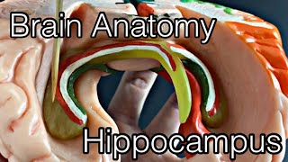 Anatomy of brain Hippocampus English [upl. by Mayberry]