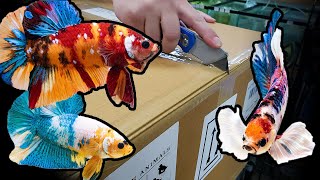 HUGE Betta fish UNBOXING Over 500 bettas [upl. by Eniowtna]