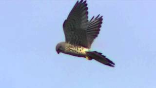 A Kestrel hovering [upl. by Broddy782]