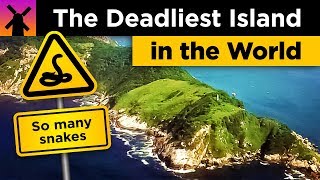 The Deadliest Island in the World Snake Island Explained [upl. by Sandye346]