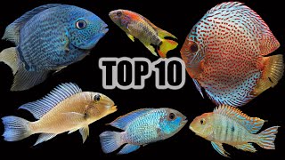 Top 10 Cichlids for a Community Aquarium [upl. by Eatnahs]