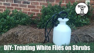 DIY Treating Whiteflies on Gardenias Tomatoes Shrubs and Bushes [upl. by Ahtamas]