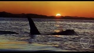 Free Willy Trailer [upl. by Anitroc816]