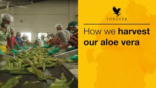 Hand Filleting Aloe  Forever Aloe Vera Gel  Forever Living UK amp Ireland [upl. by Elisee]