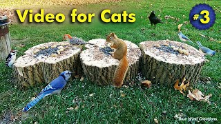 TV for Cats  Birds and Squirrels for Cats to Enjoy [upl. by Ramsa]