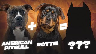 Rottweiler Pitbull Mix A Complete Guide [upl. by Skelton]