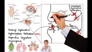 Pharmacology  OPIOIDS MADE EASY [upl. by Aneladdam]