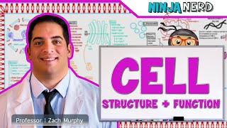 Cell Biology  Cell Structure amp Function [upl. by Lathan]