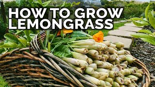 How to Grow Lemongrass and Propagate it FOREVER [upl. by Cairns]