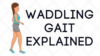 Waddling Gait Explained [upl. by Paucker]