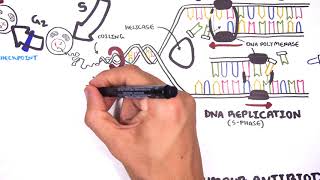 Pharmacology  Chemotherapy agents MOA Alkalating antimetabolites topoisomerase antimitotic [upl. by Charissa]