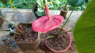 How to grow anthurium plants [upl. by Yhtnomit]