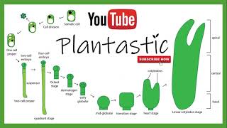 Plant Tissue Culture  Somatic Embryogenesis [upl. by Langsdon]