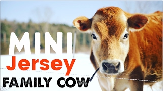 Mini Jersey Cow  The Perfect Miniature Family Cow [upl. by Low]