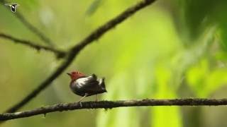 ClubWinged Manakin Dance [upl. by Bernard]