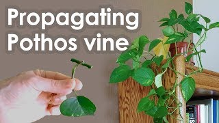 Propagating Pothos Vine Devils Ivy from Cuttings [upl. by Ahsaenat595]