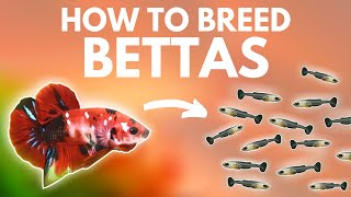 How to Breed Bettas Getting the Eggs Part 1 [upl. by Shore]