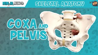 Coxa amp Pelvis Anatomy [upl. by Tecil]