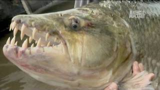 River Monsters 80 lb Piranha [upl. by Ynahpets881]