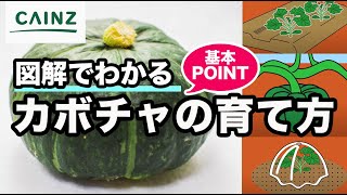 カボチャの育て方・栽培方法｜失敗しないポイント【カインズ野菜栽培】 [upl. by Utas]