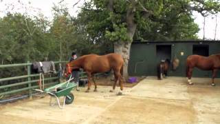 Horse Management at Cirencester College [upl. by Ruhtracm]