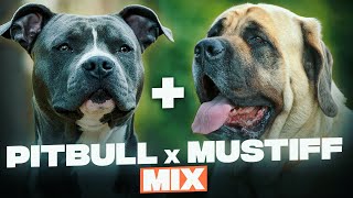 Pitbull Mastiff Mix  Everything You Need To Know About This Mastiff Mix [upl. by Aerdnwahs]