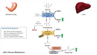 Ethanol Absorption and Metabolism  Alcohol Metabolism Pathway [upl. by Colin]