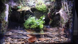 Paludarium Build  Red Salamander Habitat [upl. by Enellek]