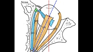 Extraocular muscles tutorial [upl. by Foley]