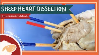 Heart Dissection  Love the LubDub EDU [upl. by Narud]